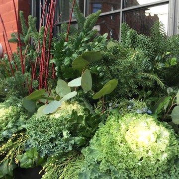 Brooklyn Heights Winter Evergreens
