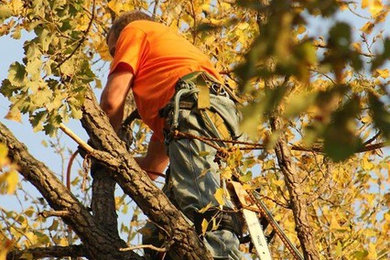 Weaver's Tree Service - Our Work