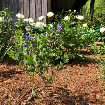 Chatham County Cottage Garden