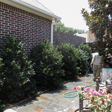 Privacy Screening with Nellie R. Stevens Shrubs