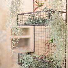Tillandsia