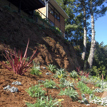 Sausalito - Plantings for a Steep Slope and Rows of Succulents