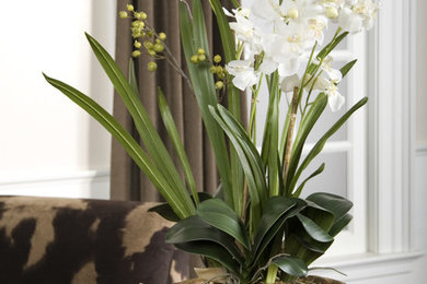 Moth Orchid Planter