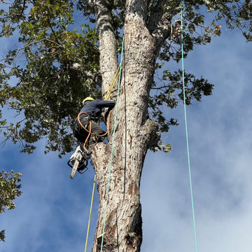 Professional Tree Cutting