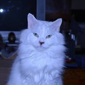 Photo de Datz Katz