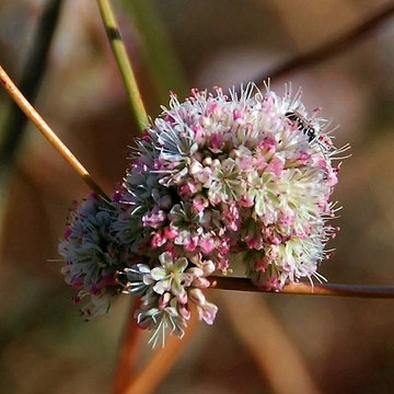 Naked buckwheat / Eriogonum nudum