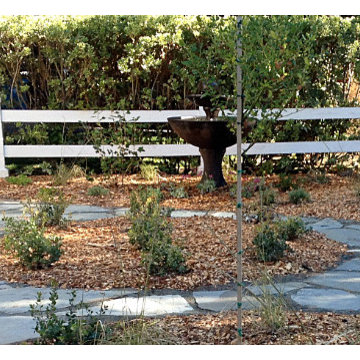 California Native Garden | Lawn Removal | Wildlife Habitat