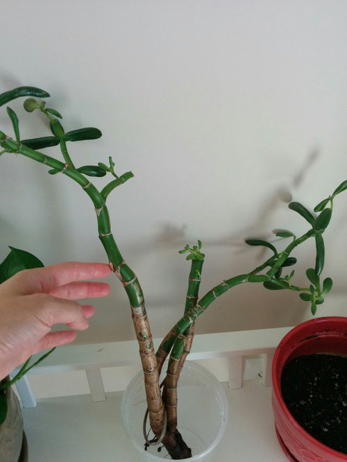 jade plant has no roots!
