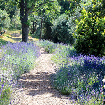 Landscape Designer Cannes | The Scents of Provence