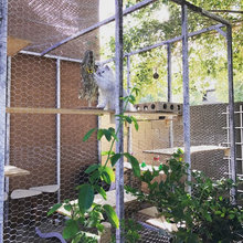 Catio