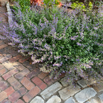 Catmint at path intersection