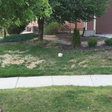 Sod Replacement