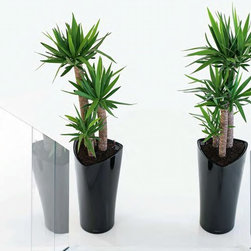 Modern Planter - Products