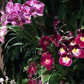 Lisa D Simons's photo