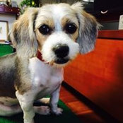Sammy Lee's photo