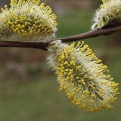 David Nickerson's photo