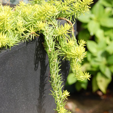 Favorite Plant Materials & Miscellaneous Garden life