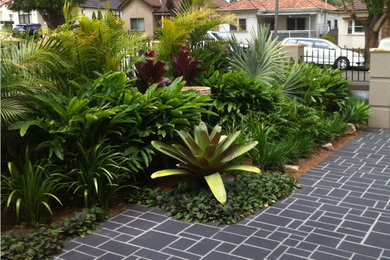 This is an example of a tropical garden in Sydney.