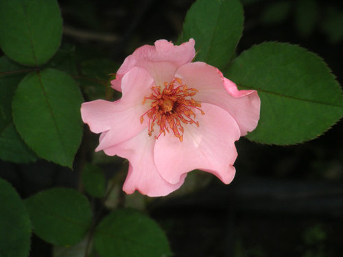 Spring flush roses! | Houzz Forum