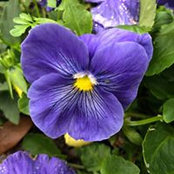 Diane McConnell's photo