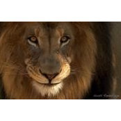 Richard Peri's photo