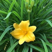 Susan Salmon's photo