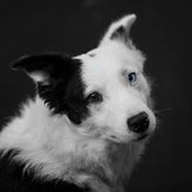 Stulen Tino's photo