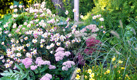 Plante du mois : L'anémone du Japon