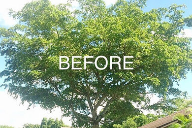 Tree Pruning & Tree Removal - Pembroke Pines FL Tree Trimming and Stump  Grinding Services