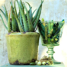Sucker for Succulents
