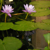 Sabira Ruzyeva's photo