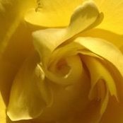 Carol Curtis's photo