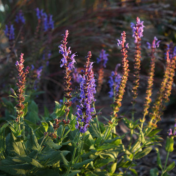 Conservation Meadowscape