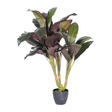 Plants