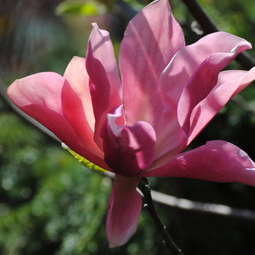 Trees and Shrubs