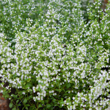Easy Sun-loving Perennials for your garden