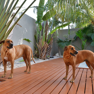 Curacao Dutch Caribbean