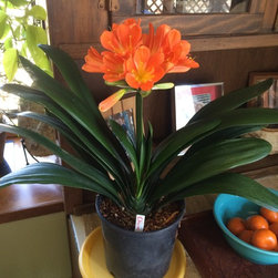Clivia - Products