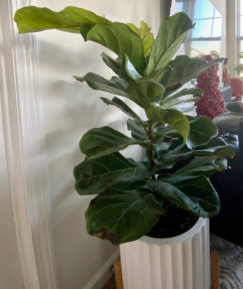 Is My Ficus Lyrata Dying?