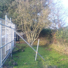 Simple Ecology Report for a small industrial site - Tree Surveys