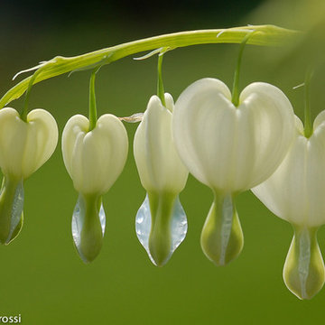 Garden photography - Bleeding heart in the morning