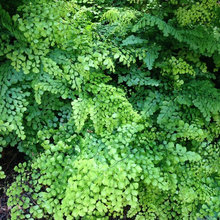 Oscar’s Shade Garden Client