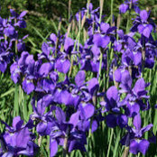 Sheila McArthur's photo