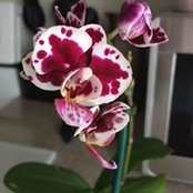 Dawn Ramos's photo