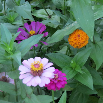 Zero Lawn Xeriscape