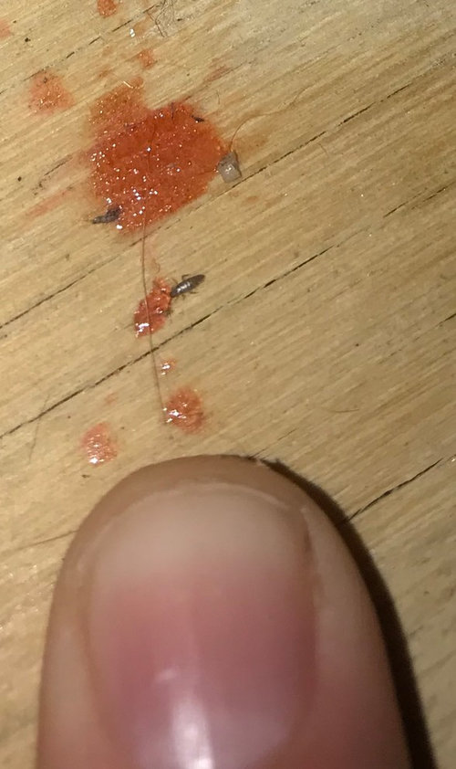 Unknown Tiny Tiny Bugs
