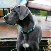 Lakefront Danes's photo