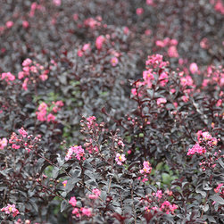 Featured Plants - Products