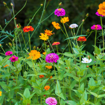 Seasonal Color and Annuals