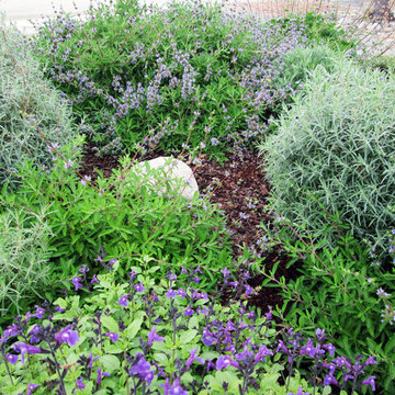 Lily's Rustic California Native Garden